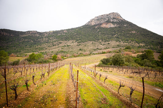 The Goat, the Grenache and the Snow in the South