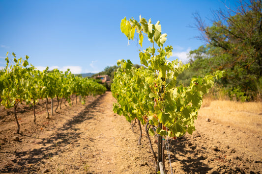 The wild heart of rosé